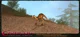 Gallimimus CDH