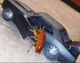 cockroach