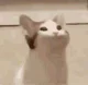 pop cat