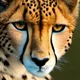 Friendly Cheetah