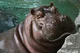 common Hippopotamus