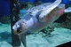 Loggerhead Sea Turtl