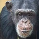 Chimpanzee