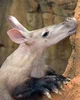 African Aardvark