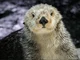 Southern Sea Otter