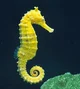 Common seahorses