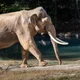 Asian Elephant