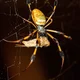 Golden Silk Spider