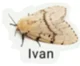 Ivan the Moth