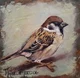 Sparrow