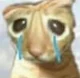 Sad cat