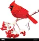 Cardinals