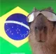 Capivara do brasil