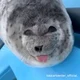 Ponsuke the Seal