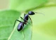 Black ant doctor 