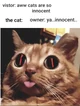 Evil cat