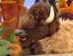 Custer the bison 