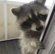 shy coon