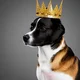 King Charles Dog