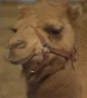 Dromedary Camel