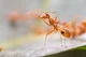 Weaver ant 