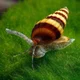 Assassin snail