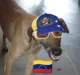 Perro venezolano