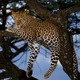African leopard
