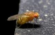 Fruit fly 