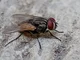 House fly adult