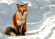 A Fox