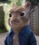 Peter Rabbit jr