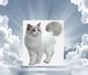 Angelic cat