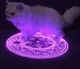 Demonic gray cat