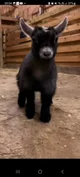 baby goat