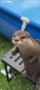 baby otter