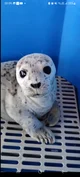 baby seal
