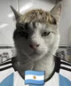 Gato Argentino