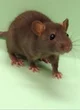 Rat