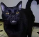 Sylvester