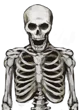 Skeleton