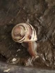 terry the snail