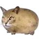 Potato Cat