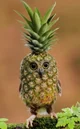 Pineapple owl