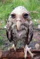 Wet owl