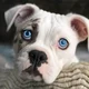 Dog breed info bot 