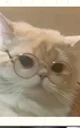 Cute cat 