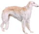 Borzoi