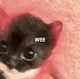 Wee cat
