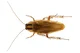 Germen Cockroach